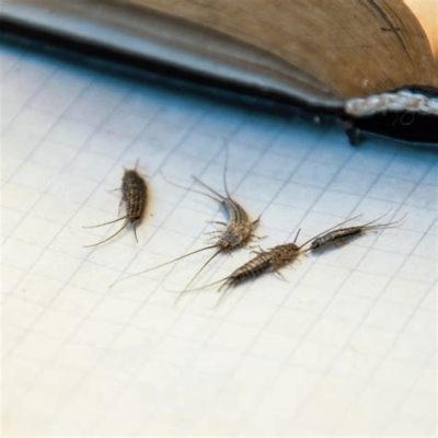 do silverfish eat books? Do they prefer the scent of old tomes over new ones?