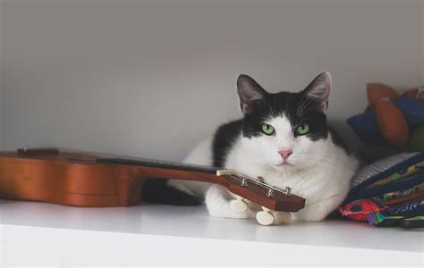 What Kind of Music Do Cats Like, and Does It Influence Their Behavior?